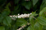 Mountain sweetpepperbush